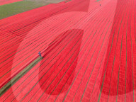 Red Fabrics Drying in Bangladesh