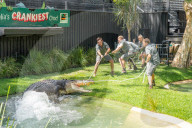 FEATURE - Zahnarztbesuch - Krokodil Elvis musste im Australian Reptile Park für eine Dentalbehandlung von mehr als zehn Tierpflegern gebändigt werden