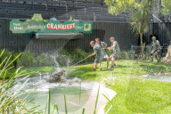 FEATURE - Zahnarztbesuch - Krokodil Elvis musste im Australian Reptile Park für eine Dentalbehandlung von mehr als zehn Tierpflegern gebändigt werden