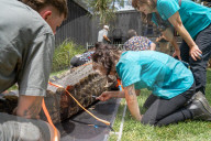 FEATURE - Zahnarztbesuch - Krokodil Elvis musste im Australian Reptile Park für eine Dentalbehandlung von mehr als zehn Tierpflegern gebändigt werden