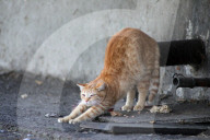 Stray Animals in Kyiv in Winter - Ukraine
