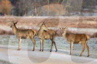 Icy weather for the New Year. 