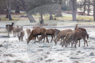 Icy weather for the New Year. 