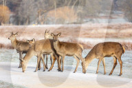 Icy weather for the New Year. 