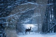 Germany Wildlife Winter 2026