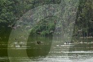 Migratory birds arrive in India