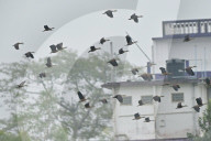 Migratory birds arrive in India