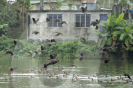 Migratory birds arrive in India