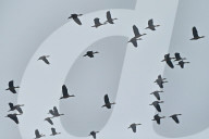 Migratory birds arrive in India