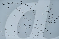 Migratory birds arrive in India