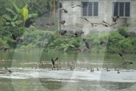 Migratory birds arrive in India