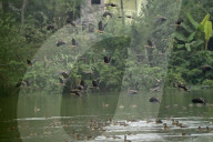 Migratory birds arrive in India