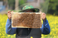 Honey Hunting - Bangladesh