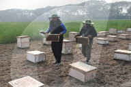 Honey Hunting - Bangladesh