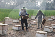 Honey Hunting - Bangladesh