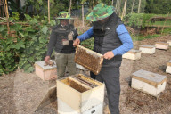 Honey Hunting - Bangladesh