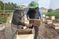 Honey Hunting - Bangladesh
