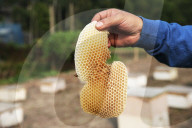 Honey Hunting - Bangladesh