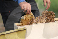 Honey Hunting - Bangladesh