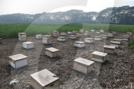 Honey Hunting - Bangladesh