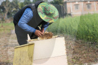 Honey Hunting - Bangladesh