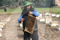 Honey Hunting - Bangladesh