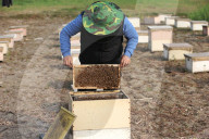 Honey Hunting - Bangladesh