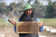 Honey Hunting - Bangladesh