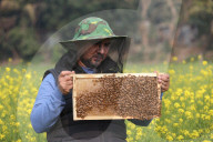 Honey Hunting - Bangladesh