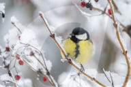 Winter Scenery In Kyiv Region