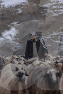 Nomadic Shepherds of Kurdistan - Erbil