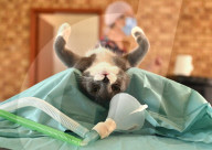 NPO The Thanda Inja Project Brings Veterinary Care To An Impoverished Township In South Africa.