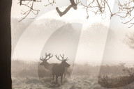 Misty and frosty weather for London and the South East today.