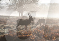 Misty and frosty weather for London and the South East today.