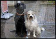 Jilly Cooper memorial service