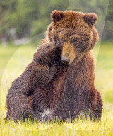 SNBear cub keeping mum on her toes