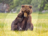 SNBear cub keeping mum on her toes