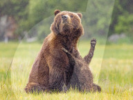 SNBear cub keeping mum on her toes