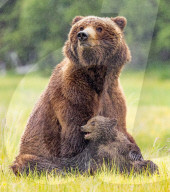 SNBear cub keeping mum on her toes