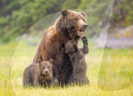 SNBear cub keeping mum on her toes