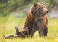 SNBear cub keeping mum on her toes