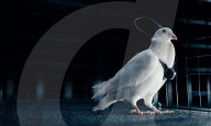 Un pigeon cyborg avec un implant cérébral