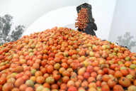 Bangladesh: Tomato Trading At A Wholesale Market In Bogura