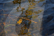 Amphibian Rescue Operation In Amboise - France