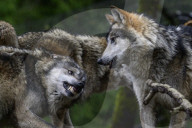 Wolf Pack Drama in Seattle