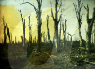 war, europe, world war i, 1917, europe, world war, color photo, autochrome, f. cuville, western front, trees, shot, bald, chaulnes, somme, france