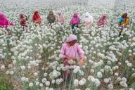 Onion Cultivation in Bangladesh