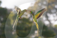 Luftkampf: Ein Papageienpaar liefert sich im indischen Chandigarh einen dramatischen Streit um Futter