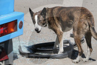 Russian drone attack damages trolleybuses in Dnipro, Ukraine - 17 Apr 2026