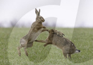 FEATURE - Kämpfende Hasen  in Foxholes, North Yorkshire